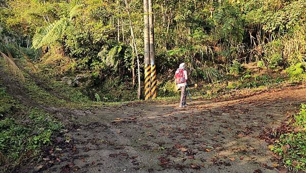 【鵝公髻山雲霧步道】千年血藤、三心瀑布群、神木與酋長岩的奇幻