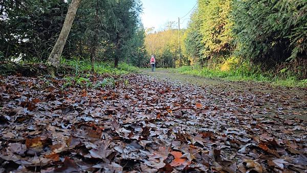 【鵝公髻山雲霧步道】千年血藤、三心瀑布群、神木與酋長岩的奇幻