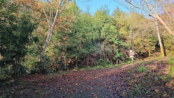 【鵝公髻山雲霧步道】千年血藤、三心瀑布群、神木與酋長岩的奇幻