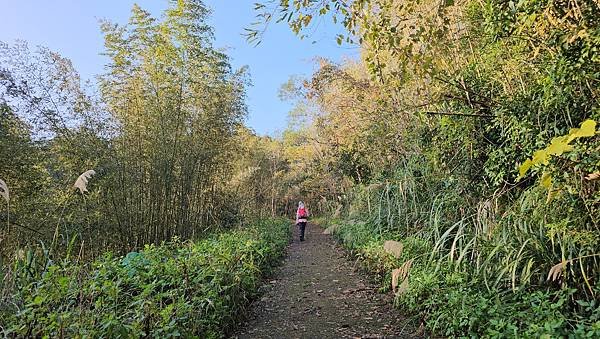 【鵝公髻山雲霧步道】千年血藤、三心瀑布群、神木與酋長岩的奇幻