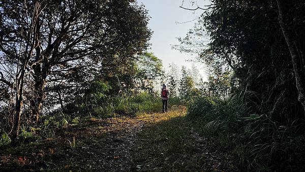 【鵝公髻山雲霧步道】千年血藤、三心瀑布群、神木與酋長岩的奇幻