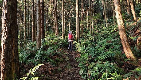 【鵝公髻山雲霧步道】千年血藤、三心瀑布群、神木與酋長岩的奇幻