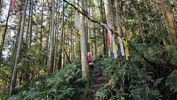 【鵝公髻山雲霧步道】千年血藤、三心瀑布群、神木與酋長岩的奇幻