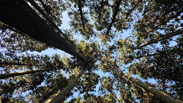 【鵝公髻山雲霧步道】千年血藤、三心瀑布群、神木與酋長岩的奇幻