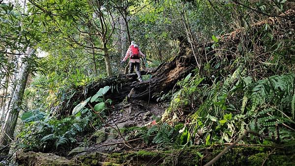 【鵝公髻山雲霧步道】千年血藤、三心瀑布群、神木與酋長岩的奇幻