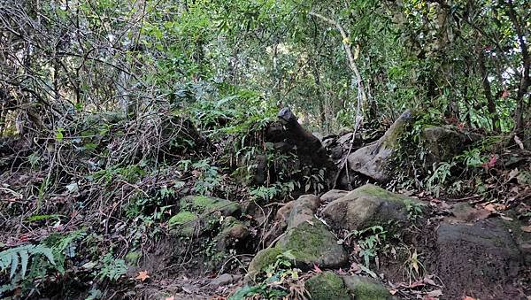 【鵝公髻山雲霧步道】千年血藤、三心瀑布群、神木與酋長岩的奇幻