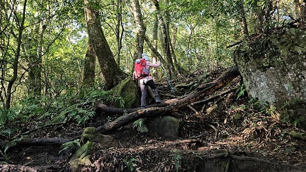 【鵝公髻山雲霧步道】千年血藤、三心瀑布群、神木與酋長岩的奇幻