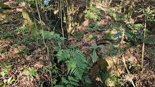 【鵝公髻山雲霧步道】千年血藤、三心瀑布群、神木與酋長岩的奇幻