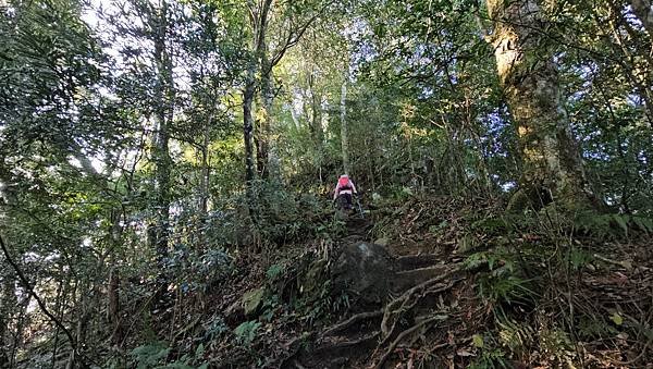 【鵝公髻山雲霧步道】千年血藤、三心瀑布群、神木與酋長岩的奇幻