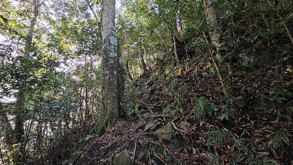 【鵝公髻山雲霧步道】千年血藤、三心瀑布群、神木與酋長岩的奇幻