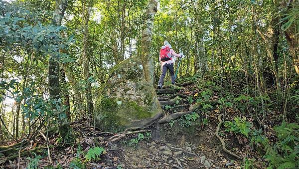 【鵝公髻山雲霧步道】千年血藤、三心瀑布群、神木與酋長岩的奇幻