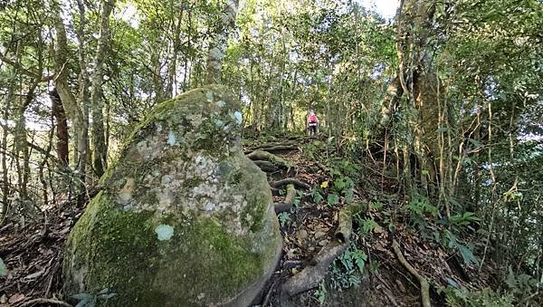 【鵝公髻山雲霧步道】千年血藤、三心瀑布群、神木與酋長岩的奇幻