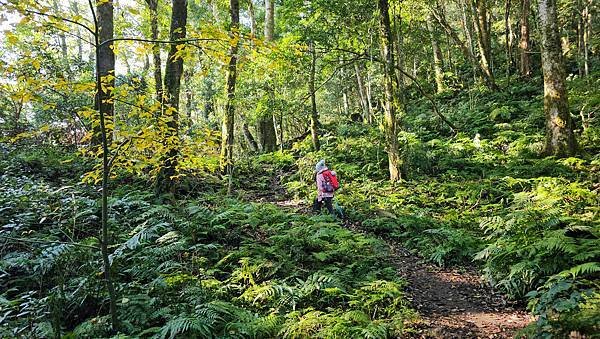 【鵝公髻山雲霧步道】千年血藤、三心瀑布群、神木與酋長岩的奇幻