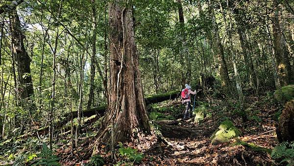 【鵝公髻山雲霧步道】千年血藤、三心瀑布群、神木與酋長岩的奇幻