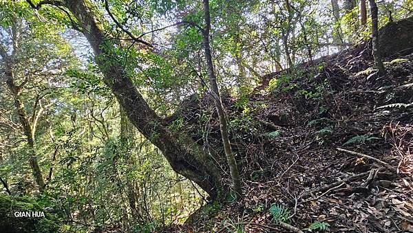 【鵝公髻山雲霧步道】千年血藤、三心瀑布群、神木與酋長岩的奇幻