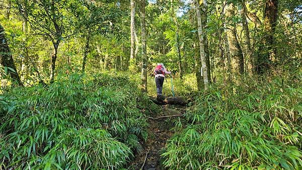 【鵝公髻山雲霧步道】千年血藤、三心瀑布群、神木與酋長岩的奇幻