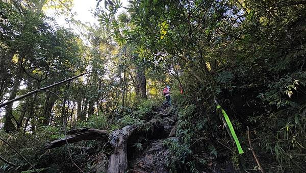 【鵝公髻山雲霧步道】千年血藤、三心瀑布群、神木與酋長岩的奇幻