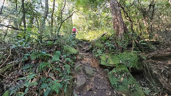 【鵝公髻山雲霧步道】千年血藤、三心瀑布群、神木與酋長岩的奇幻