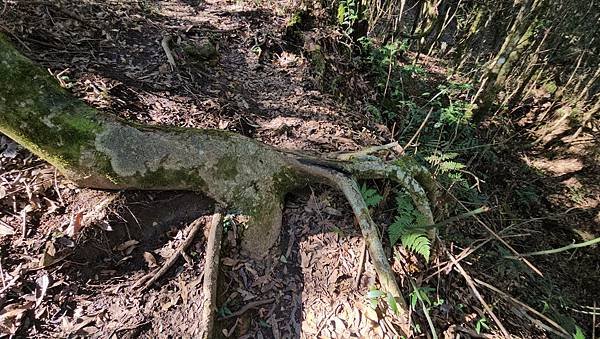 【鵝公髻山雲霧步道】千年血藤、三心瀑布群、神木與酋長岩的奇幻