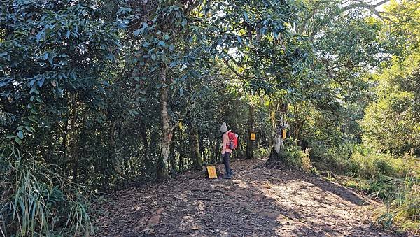 【鵝公髻山雲霧步道】千年血藤、三心瀑布群、神木與酋長岩的奇幻