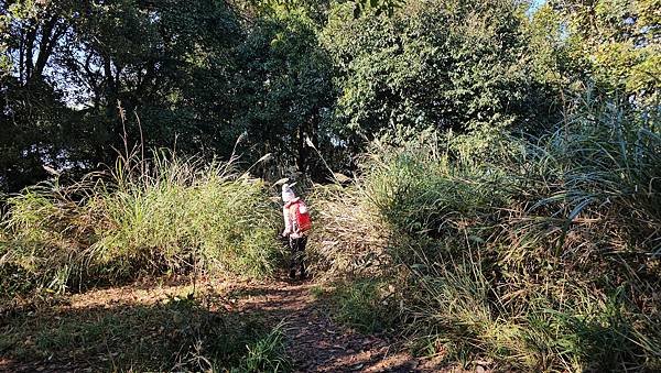 【鵝公髻山雲霧步道】千年血藤、三心瀑布群、神木與酋長岩的奇幻