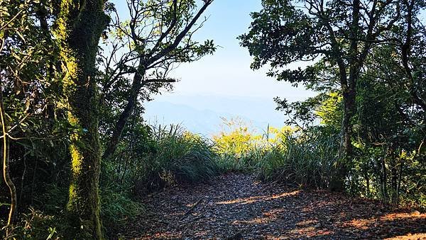 【鵝公髻山雲霧步道】千年血藤、三心瀑布群、神木與酋長岩的奇幻