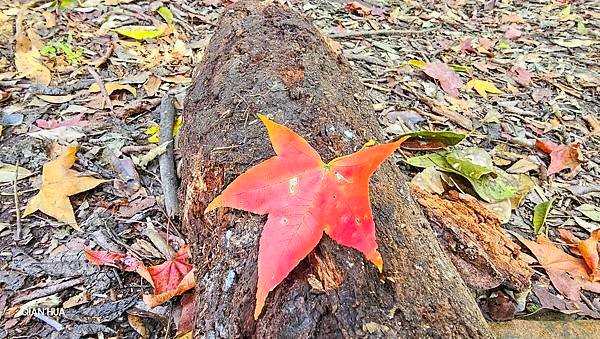 【鵝公髻山雲霧步道】千年血藤、三心瀑布群、神木與酋長岩的奇幻