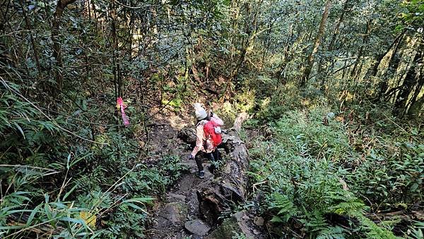 【鵝公髻山雲霧步道】千年血藤、三心瀑布群、神木與酋長岩的奇幻