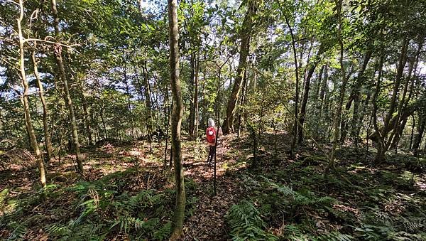 【鵝公髻山雲霧步道】千年血藤、三心瀑布群、神木與酋長岩的奇幻