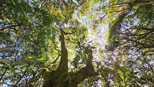 【鵝公髻山雲霧步道】千年血藤、三心瀑布群、神木與酋長岩的奇幻