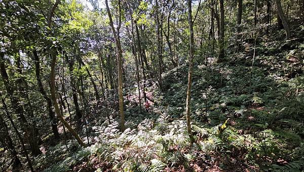 【鵝公髻山雲霧步道】千年血藤、三心瀑布群、神木與酋長岩的奇幻