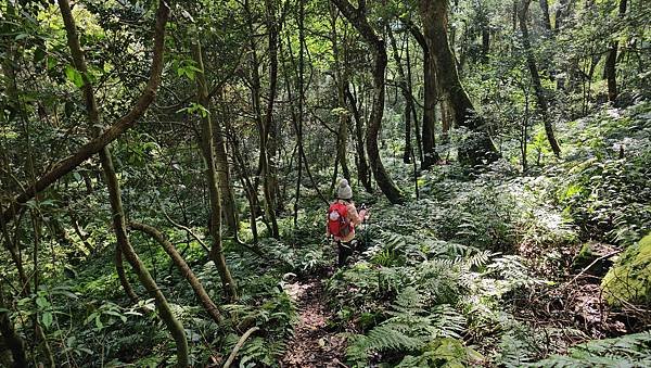 【鵝公髻山雲霧步道】千年血藤、三心瀑布群、神木與酋長岩的奇幻