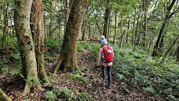 【鵝公髻山雲霧步道】千年血藤、三心瀑布群、神木與酋長岩的奇幻