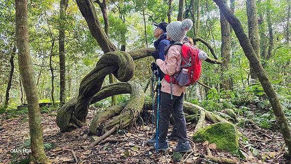 【鵝公髻山雲霧步道】千年血藤、三心瀑布群、神木與酋長岩的奇幻