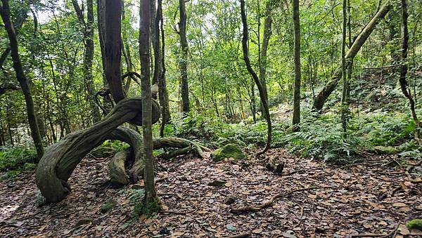 【鵝公髻山雲霧步道】千年血藤、三心瀑布群、神木與酋長岩的奇幻