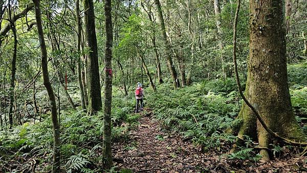 【鵝公髻山雲霧步道】千年血藤、三心瀑布群、神木與酋長岩的奇幻