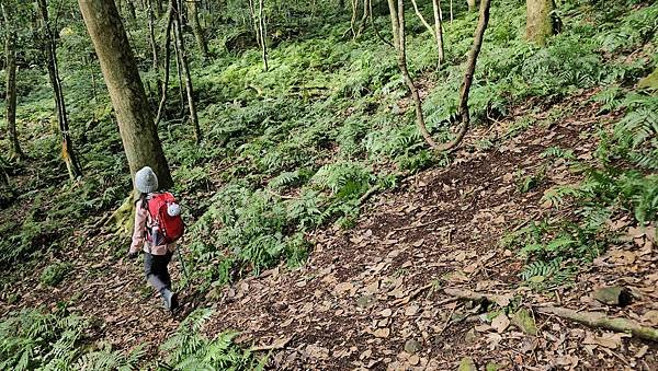 【鵝公髻山雲霧步道】千年血藤、三心瀑布群、神木與酋長岩的奇幻