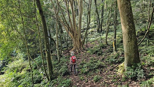 【鵝公髻山雲霧步道】千年血藤、三心瀑布群、神木與酋長岩的奇幻