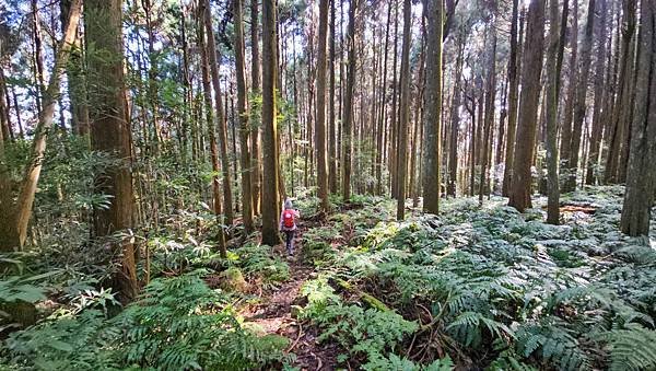 【鵝公髻山雲霧步道】千年血藤、三心瀑布群、神木與酋長岩的奇幻