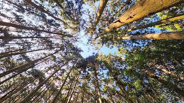 【鵝公髻山雲霧步道】千年血藤、三心瀑布群、神木與酋長岩的奇幻