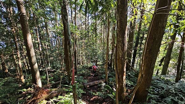 【鵝公髻山雲霧步道】千年血藤、三心瀑布群、神木與酋長岩的奇幻