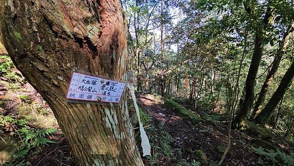 【鵝公髻山雲霧步道】千年血藤、三心瀑布群、神木與酋長岩的奇幻