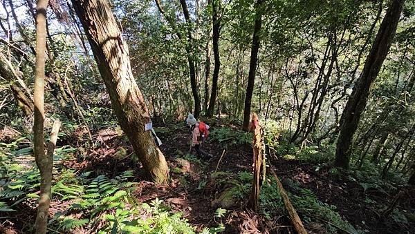 【鵝公髻山雲霧步道】千年血藤、三心瀑布群、神木與酋長岩的奇幻