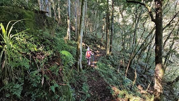 【鵝公髻山雲霧步道】千年血藤、三心瀑布群、神木與酋長岩的奇幻