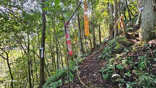 【鵝公髻山雲霧步道】千年血藤、三心瀑布群、神木與酋長岩的奇幻