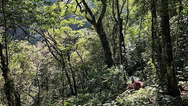 【鵝公髻山雲霧步道】千年血藤、三心瀑布群、神木與酋長岩的奇幻