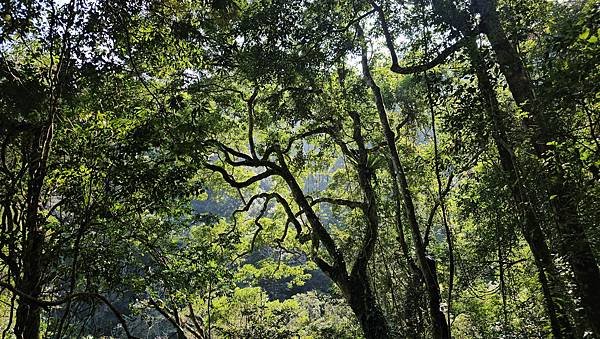 【鵝公髻山雲霧步道】千年血藤、三心瀑布群、神木與酋長岩的奇幻