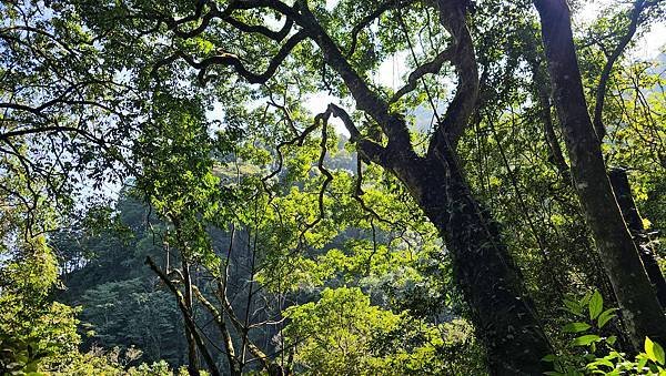 【鵝公髻山雲霧步道】千年血藤、三心瀑布群、神木與酋長岩的奇幻