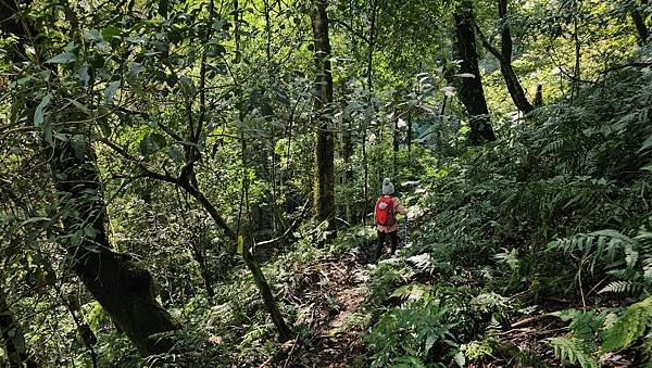 【鵝公髻山雲霧步道】千年血藤、三心瀑布群、神木與酋長岩的奇幻