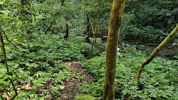 【鵝公髻山雲霧步道】千年血藤、三心瀑布群、神木與酋長岩的奇幻